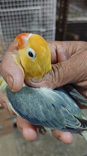 Sapphire B1 Violet Opaline split Pale Fellow #lovebird #africanlovebirdbreeding #lovebirdsfarming