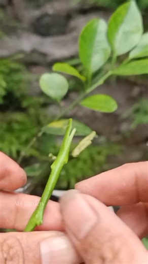 79 reactions · 6 comments | Citrus tree grafting techniques #grafting #citrusgrafting #graftingtechniques #gardeningtips | Abi Garden | Facebook