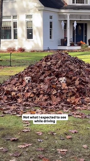 Discover Stella's Leaf Piles Adventures