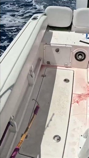 Bloody Fishing Boat: The Real Truth Behind Your Catch! #shorts
