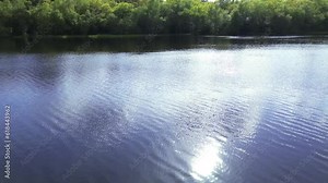 Dog jumping in a lake with a background of green trees