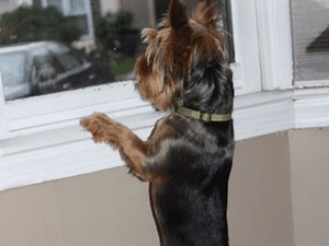 Changing Dog Behavior Through CAT (Constructional Aggression Treatment)