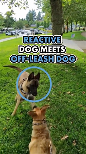 162K views · 6.7K reactions | An off leash dog charging another dog...