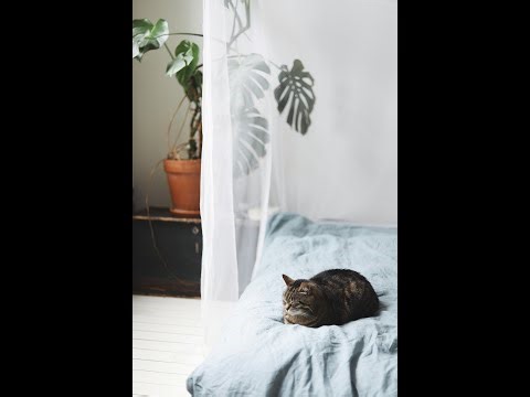 Unlocking Your Cat's Secret Evening Alarm: Fascinating Feline Facts!