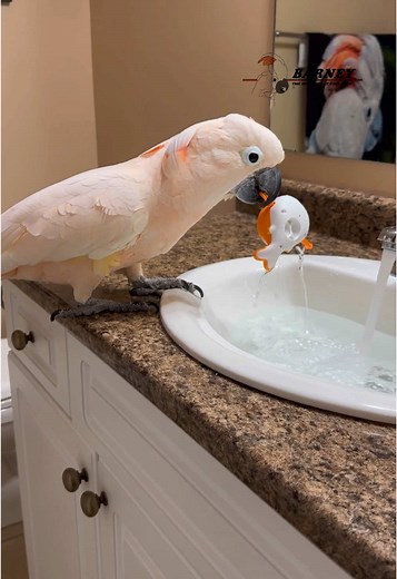 Water Sports Fun with Barney the West Coast Cockatoo