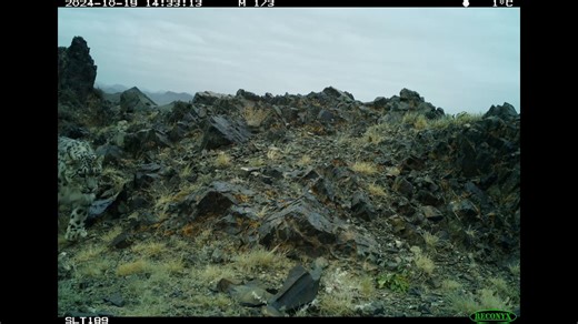 Meet Batbayar, who has taken over the territory once held by one of Dagina’s male offspring and has been seen on cameras since 2023, when he was detected in northern and western Tost. Here you can see this young male traversing the same path before and after a December snowfall. We love sharing these selfies with you, but they’re more than a photo. These images connect us to a wild most of us will never experience and provide insights into the species that guide our conservation efforts. | Snow 