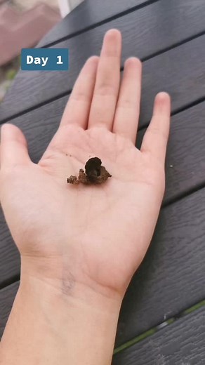 Raising a Caterpillar in the Philippines: A Transformation Journey