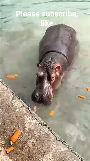 hippo eating carrot #animals