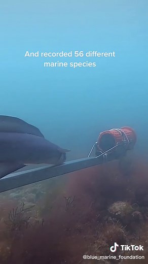 Working with Sussex University, BLUE captured over 1,900 hours of video in 2021 and recorded 56 different marine species. Spiny spider crab and hermit crabs were the most commonly seen 🦀 #HelpOurKelp #WhyWeRewild #Rewilding