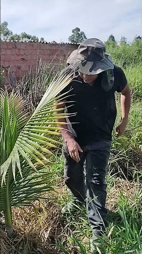 HOW TO PRUNE A COCONUT TREE