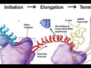 Transcription online lecture