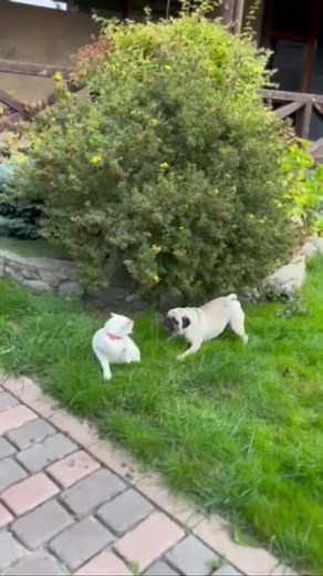 Відео користувача Valeria (@valeria_nemchenko) з композицією «оригинальный звук - Мамкин_Хлібець»