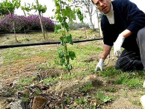 Training and Thinning Young Grape Vine to 2 Shoots