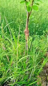 Pear grafting update | Easy Grafting Techniques