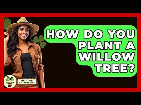 How Do You Plant A Willow Tree? - The Plant Enthusiast
