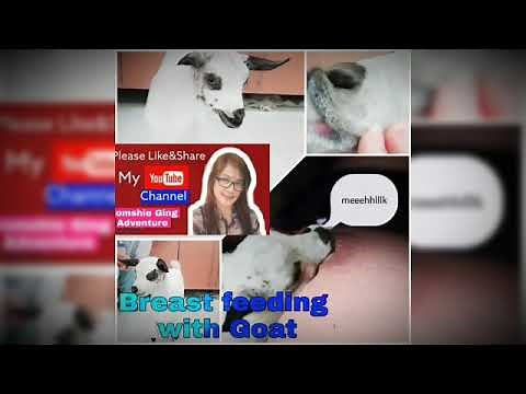 Breastfeeding w Baby Goat