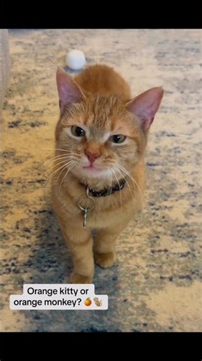 Funny Cat Sounds: Screaming, Talking, and Angry Meows #cat