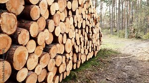 Timber logging in forest. Freshly cut tree wooden logs piled up. Wood storage for industry. 4K ProRes HQ codec Stock Video