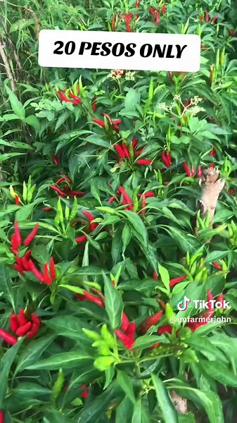 #chili #Farmer #chilifarmer #sili #silifarmer