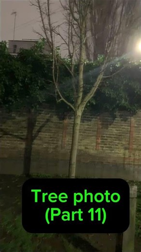 Tree photo (part 11)