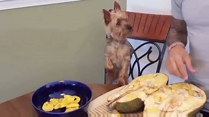 1.9M views · 720 reactions | Pets Love on Reels | Facebook