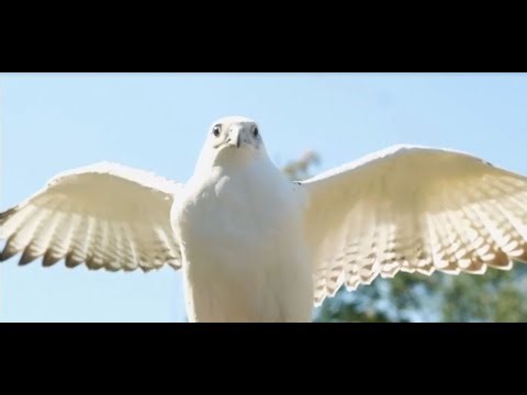 Job Chapter 39, nspired by the episode The Book of Abby from the series ER