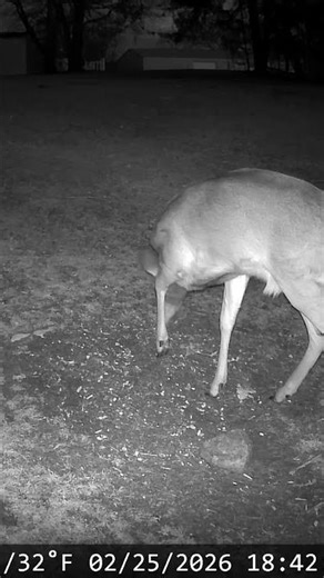 Monster buck kicking out the missing antler buck. 😂 #shorts