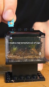 2.4M views · 8.1K reactions | Update on my @lego terrarium It sits in a north facing window and while it does need more maintenance than usual, it's pretty cool. #lego | Worcester Terrariums | Facebook