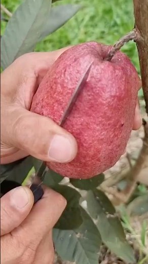 Pink Guava
