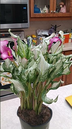 How to Care for Frozen Queen Calla Lily growth guide #plant #gardening #plants #outdoors #spring