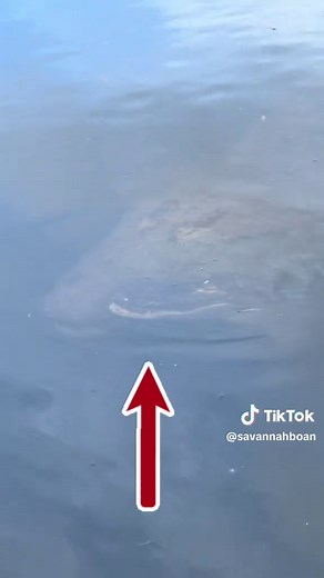 Understanding Nile Crocodiles: Facts and Insights