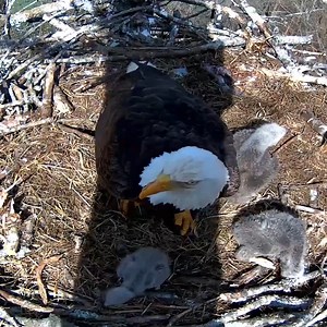 329K views · 8K reactions | WARNING~ Sibling Rivalry During Food Shortage Dale Hollow Eagle. | Million Viewer | Facebook