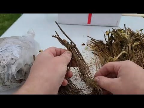 How to Grow Strawberries from Bare Root from Start to Finish