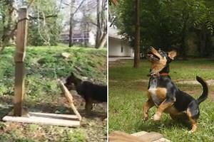 Owner Makes Amazing DIY Self-Fetch Catapult for His Rescue Dog