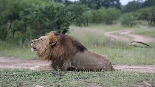 雄狮的吼叫：自然界最振聋发聩的吼声
