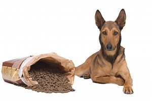 Alimentación de un pastor belga malinois - Dietas y recomendaciones según la edad