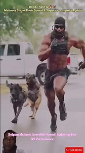 Belgian Malinois Incredible Speed | Lightning-Fast K9 Performance #dog #malinoismonday #k9master