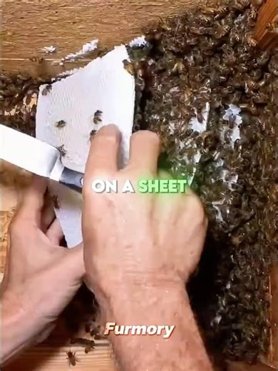Catching the queen to save the entire colony #shorts #bees
