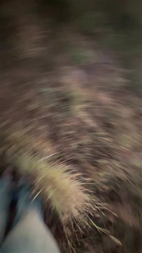 Understanding Biceps: A Visual Learning Approach