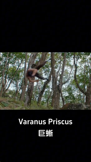 The man angered the snake! #巨蜥 #VaranusPriscus #优酷电影 #youkumovie | Youku Movie