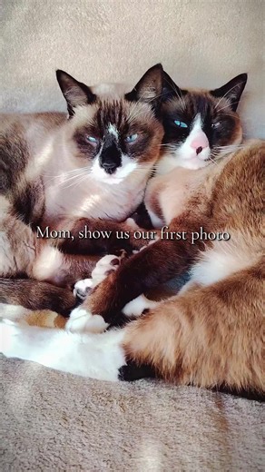 Ragdoll and Siamese Cats: Adorable First Photo Reveal
