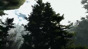 Tree sway video - INFRA