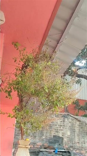 Morning routine 2 month old baby #baby #shortsvideo #baby #baby #motherdaughter #morning #routine