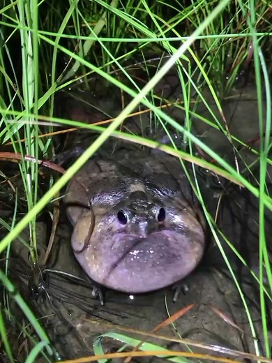 Frog Sounds Compilation: Wild Frog Calls and Crazy Frogs