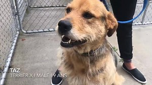 SPÉCIAL CHIENS À L’ADOPTION 🐶 Coup de coeur : Taz est au refuge depuis plusieurs semaines maintenant sans avoir rencontré son match parfait 😔 Il espère pouvoir bientôt dormir confortablement dans son nouveau chez-soi ❤️ Venez le voir il est super gentil! *Maison sans chats* (TOUS ADOPTÉS) Chiot de moins de 6 mois : 395$ Chien de plus de 6 mois : 355$ Si vous avez un intérêt d'adoption, amenez votre/vos chien(s) pour une rencontre officielle! Le prix d'adoption inclut la stérilisation, la micro