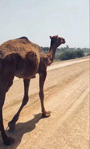 Camel Walk