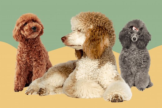 Which Type of Poodle Is Your Perfect Pup Pal?