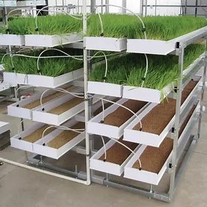 [Hot Item] Tray Hydroponics Fodder Hydroponic Nursery Grow Trays Fodder System