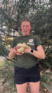 Learn about Ember our ball python and come check out him, his snake and non-snake friends in the Reptile Building! #TigerWorld #DedicationtoConservationandEducation #ballpython #snakes | Tiger World