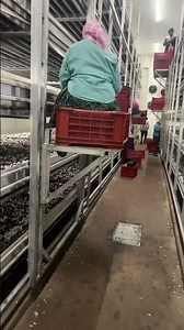 Mushroom harvesting system Hi Tech Farm